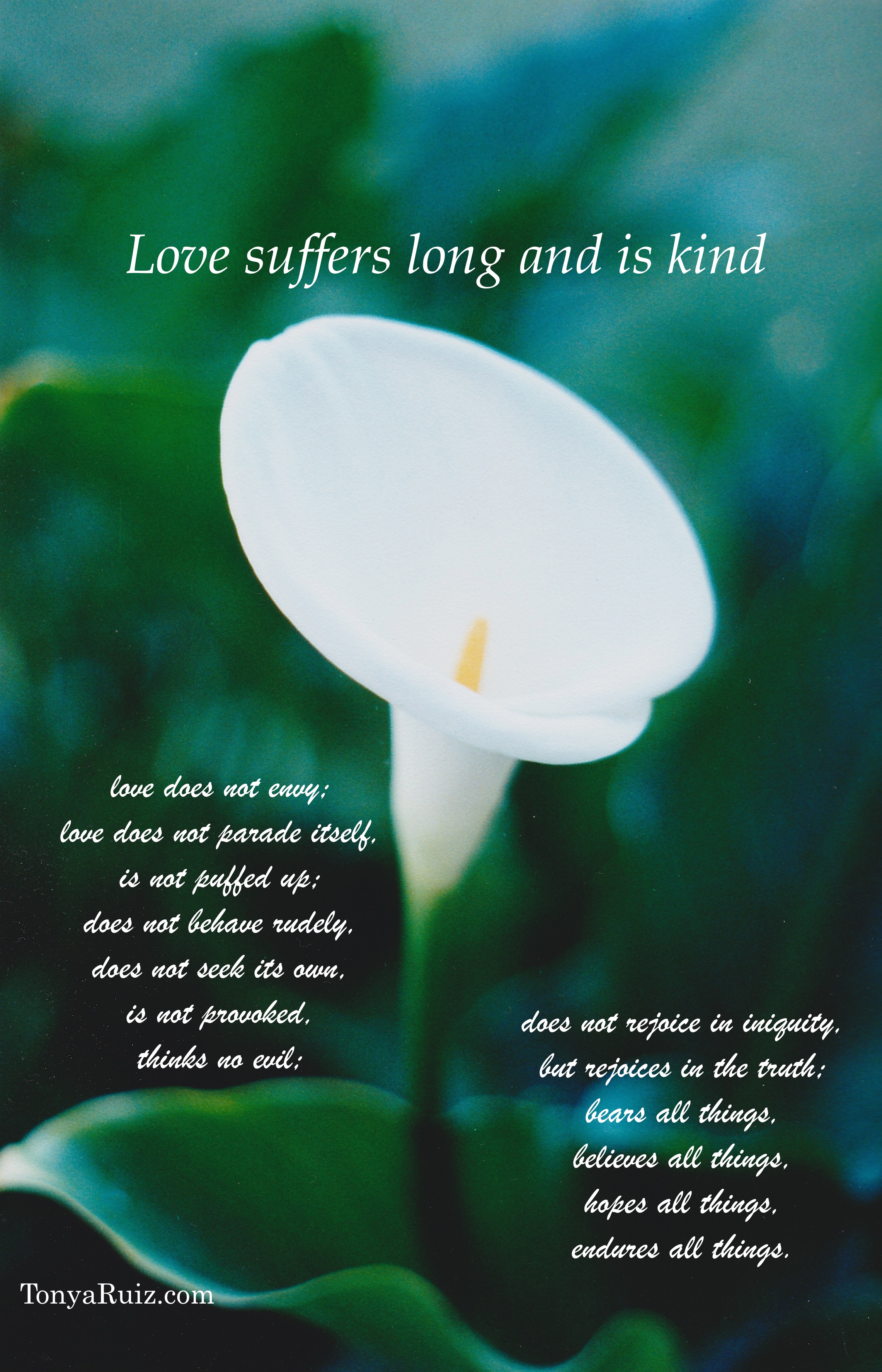 Calla Lily